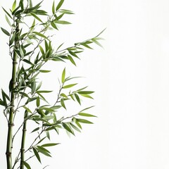 Naklejka premium Green bamboo stalks and leaves on white.