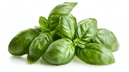 Fototapeta premium pot of fresh basil plant isolated on white