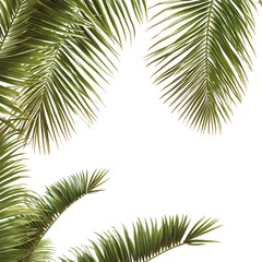 Obraz premium Lush green palm fronds frame a white background.