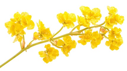 mustard leaves isolated on white background