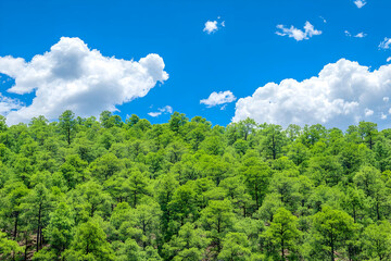 Obraz premium Lush Green Forest Under Blue Sky with Clouds - Nature Background Illustration
