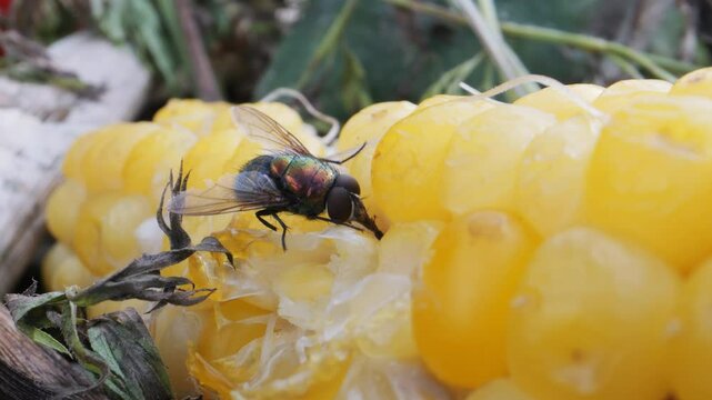 Flies crawl on discarded corn and eat