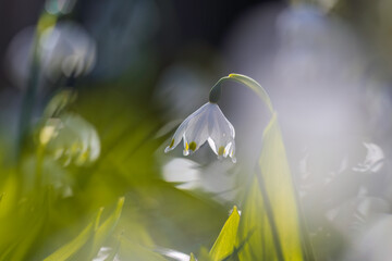 Aufnahme von Frühblühern, Märzenbecher, im Gegenlicht.