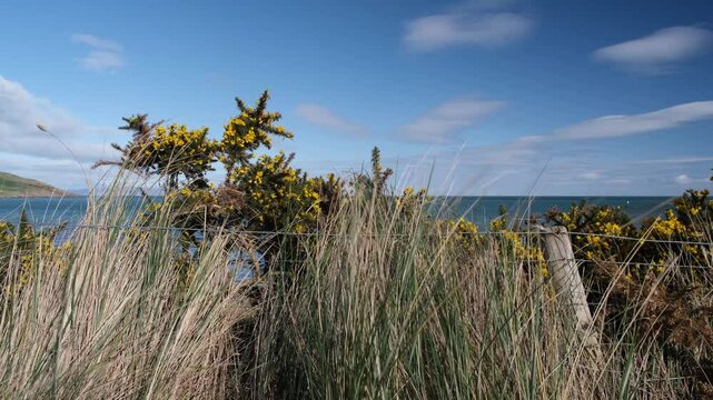 Yellow flower of the thorny gorse (whin) bush in bright flower early spring with ocean view on the north coast of Northern Ireland above the beach at Cushendun in County Antrim 