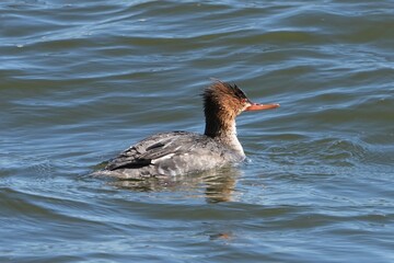 The red-breasted merganser (Mergus serrator) is a duck species that is native to much of the Northern Hemisphere.