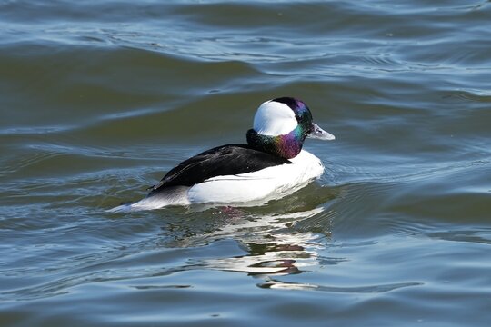 The bufflehead (Bucephala albeola) is a small sea duck of the genus Bucephala, the goldeneyes.
