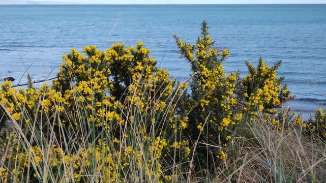 Beautiful yellow flower of the thorny gorse (whin) bush in vibrant display set against blue ocean sea on the north coast of Northern Ireland at Cushendun, spring afternoon outdoors, no people.