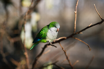 Monk parakeet Myiopsitta monachus in the park, sitting on a branch in the sun and eating