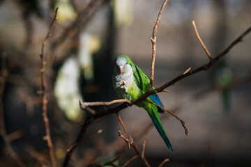 Monk parakeet Myiopsitta monachus in the park, sitting on a branch in the sun and eating