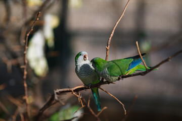 Monk parakeet Myiopsitta monachus in the park, sitting on a branch in the sun and fighting with another parrot for food, bird dance