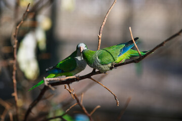 Monk parakeet Myiopsitta monachus in the park, sitting on a branch in the sun and fighting with...