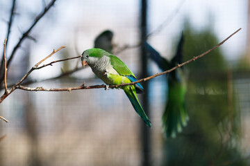 Monk parakeet Myiopsitta monachus in the park, sitting on a branch in the sun