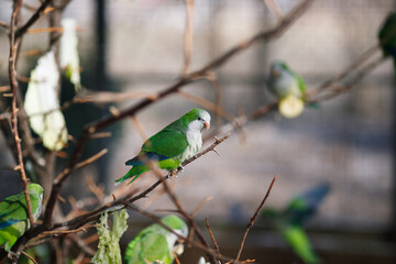 Monk parakeet Myiopsitta monachus in the park, sitting on a branch in the sun