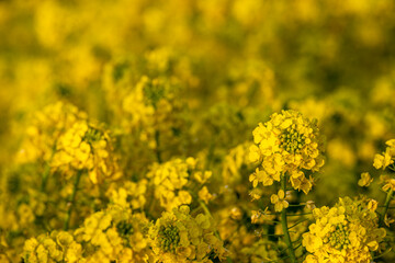 春の菜の花畑のある風景