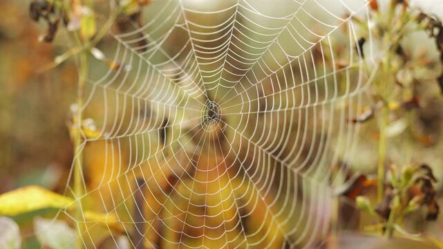 Spider webs on branches with dewdrops vibrating in the wind on an autumn morning
