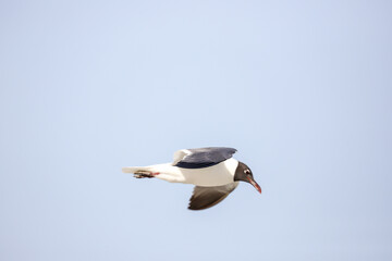 Laughing gull soaring above the coast, its black head and red beak standing out