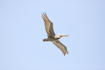 Brown pelican gliding through the air, its beak pointed forward, scanning for fish