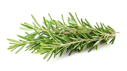 Fototapeta premium Fresh rosemary isolated on white background