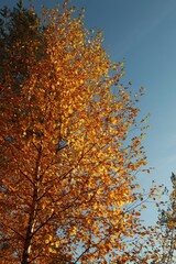 autumn leaves on a tree