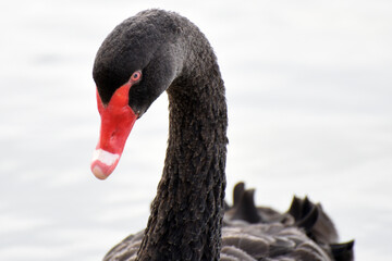 Australien Black Swan (Cygnus atratus) in the wildlife at Albert Park Lake, Melbourne, Australia
