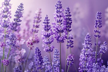 Naklejka premium Soft Lavender and Lilac Elegant Overlay Background Design