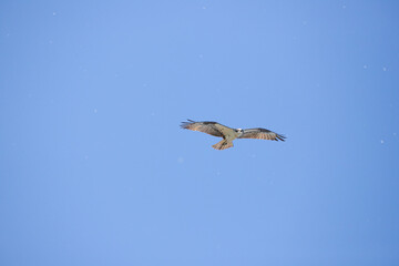 Osprey soaring high in a bright blue sky with wings spread wide, scanning for prey