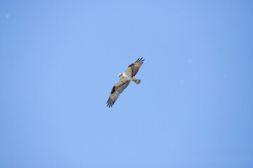 Osprey soaring high in a bright blue sky with wings spread wide, scanning for prey