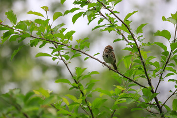 Small songbird perched on a leafy branch surrounded by green foliage in a natural setting