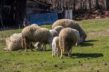 Sheep and lambs graze in the meadow.
