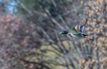Mallard duck, mallard drake, in flight.