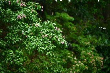 Japanese andromeda (Pieris japonica) flowers. Poisonous Ericaceae evergreen shrub. Numerous bell-shaped flowers bloom in panicles from March to May.