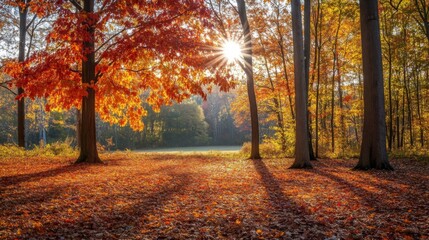 Autumn Sunlight Through Colorful Forest Trees