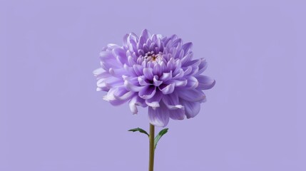 Obraz premium Close-up of a vibrant purple flower on a soft, blurred background. macro texture background.
