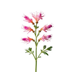 Cineraria Flower with Pink Blooms Isolated on Transparent Background.