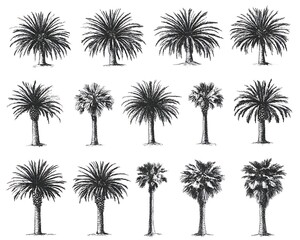 Fototapeta premium Hand-drawn palm trees in black and white. Background white. Use nature design
