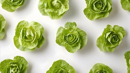 Lollo bionda lettuce on white background