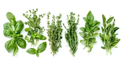 Fresh garden herbs isolated on white background
