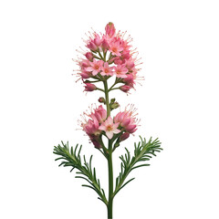 Pink Cineraria Flower with Delicate Petals Isolated on Transparent Background.