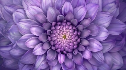 Close-up of a vibrant purple flower on a soft, blurred background. macro texture background.