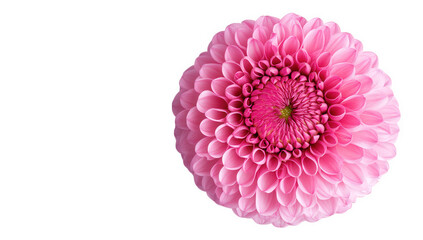 close-up a vibrant pink flower with intricate petal arrangements against a clean white background emphasizing beauty and nature