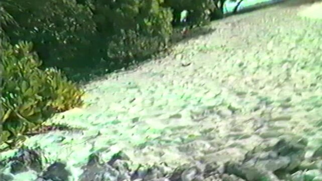 Grainy Glitchy Footage Of A Beach With Trees And Sunlit Water