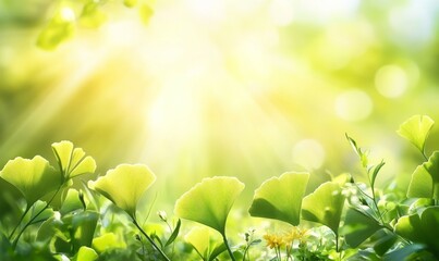 Sun-drenched green ginkgo biloba leaves, with a blurred natural background. Traditional medicine plant.