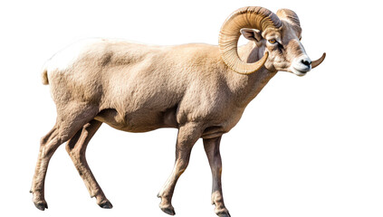 Obraz premium bighorn sheep with prominent curled horns standing on a white background its posture suggests alertness showcasing its muscular build and distinctive features