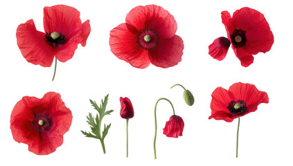 various red poppy flowers in different stages highlighting their delicate petals and distinct features it serves as a visual study of botanical beauty