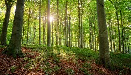 Obraz premium lush green forest with the sun beautifully shining through the beech trees