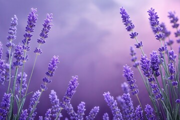 Fototapeta premium Lavender Gradient Background for Elegant Atmospheric Banner Design