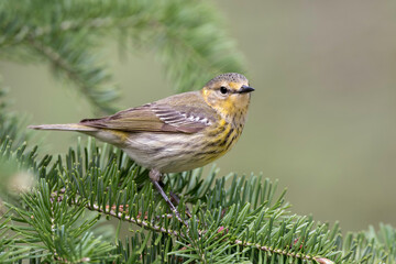 Blackburnian Warbler Female, (Setophaga fusca), is a small New World warbler. They breed in eastern North America, from southern Canada