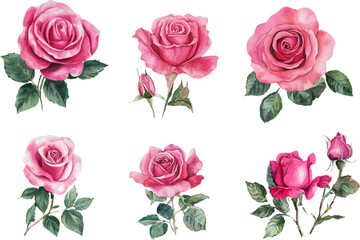 Naklejka premium set of roses vector illustration