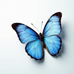 Fototapeta premium Gossamer blue butterfly wings, fine veins visible, pristine white backdrop , wildlife, nature