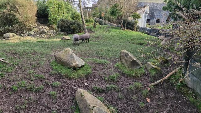 Northern Babirusa Wild Boar Grazing and Defending Territory